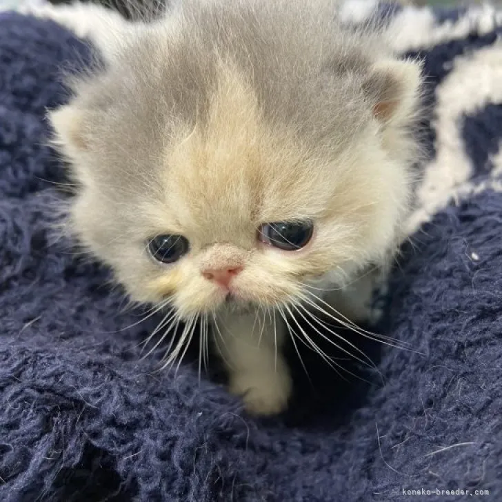 Y.CHIKUWA 様のお迎えした子猫