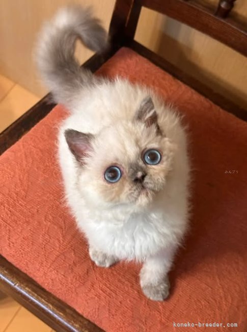 セルカークレックス【・女の子・2025年6月2日・トーティポイント】「ル・ルーという名前は「私の大切な宝物」という気持ちを込めて命名」