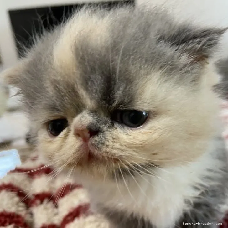 mizutamakirari 様のお迎えした子猫