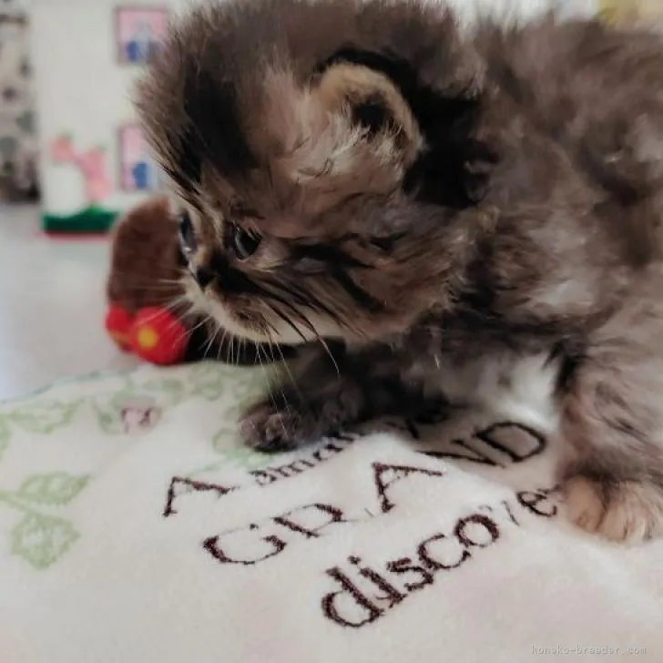 ID：2206-01093の子猫