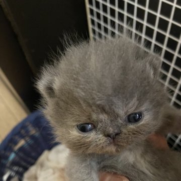 エキゾチックショートヘア【神奈川県・女の子・2024年4月8日・ブルークリーム（ふんわか）】の写真「心に寄り添うニャジ」