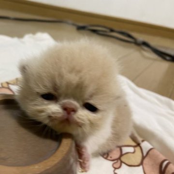エキゾチックショートヘア【神奈川県・男の子・2023年4月2日・クリーム&ホワイト（柔らか）】の写真「生まれた時からおっさん入ってます！」