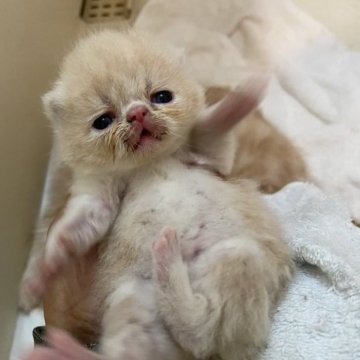 エキゾチックショートヘア【神奈川県・男の子・2023年9月19日・クリームホワイト（シルクのようなやさしい毛質）】の写真「人を笑顔にさせる天才！おとぼけくん」