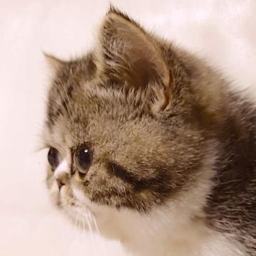 エキゾチックショートヘア【神奈川県・男の子・2022年8月13日・ブラウンクラッシックタビー（やわらかな短毛）】の写真「羽生結弦を子猫にしたような子猫デス」