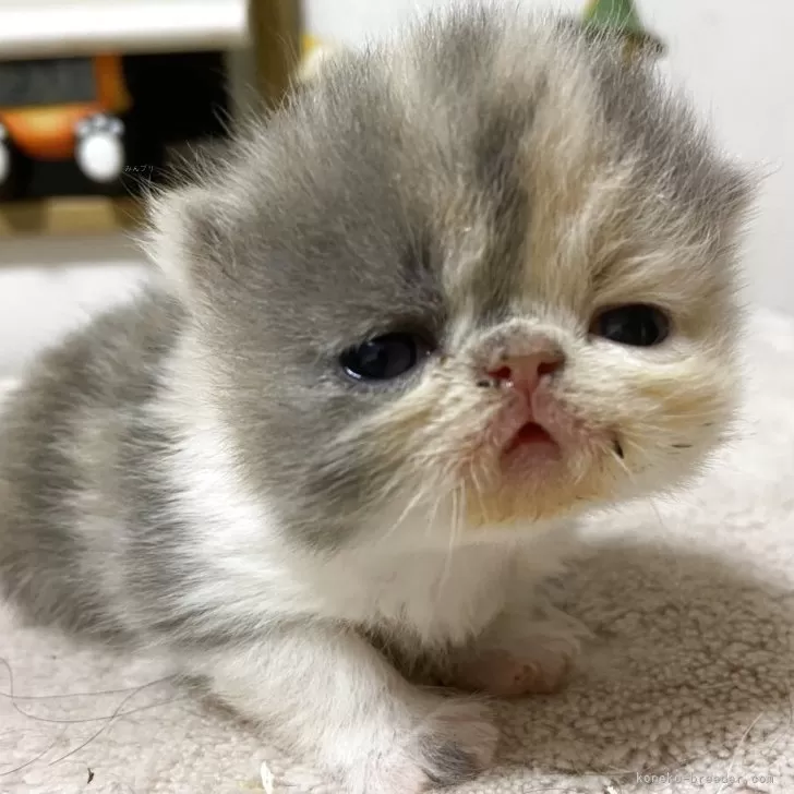 ID：2510-01816の子猫