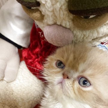 エキゾチックショートヘア【神奈川県・男の子・2025年4月21日・クリーム ホワイト(さらふわっ!)】の写真「レベル違いの健康優良児➕美形猫」