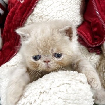 エキゾチックショートヘア【神奈川県・男の子・2025年4月21日・クリームホワイト(シルクのようなふわふわ〜)】の写真「守ってあげたくなるような顔と優しさ」