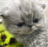 エキゾチックショートヘア