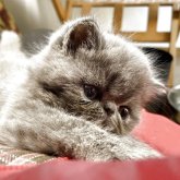 エキゾチックショートヘア