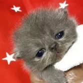 エキゾチックショートヘア