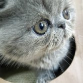 エキゾチックショートヘア