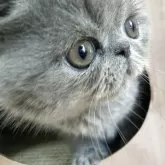 エキゾチックショートヘア