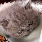 エキゾチックショートヘア