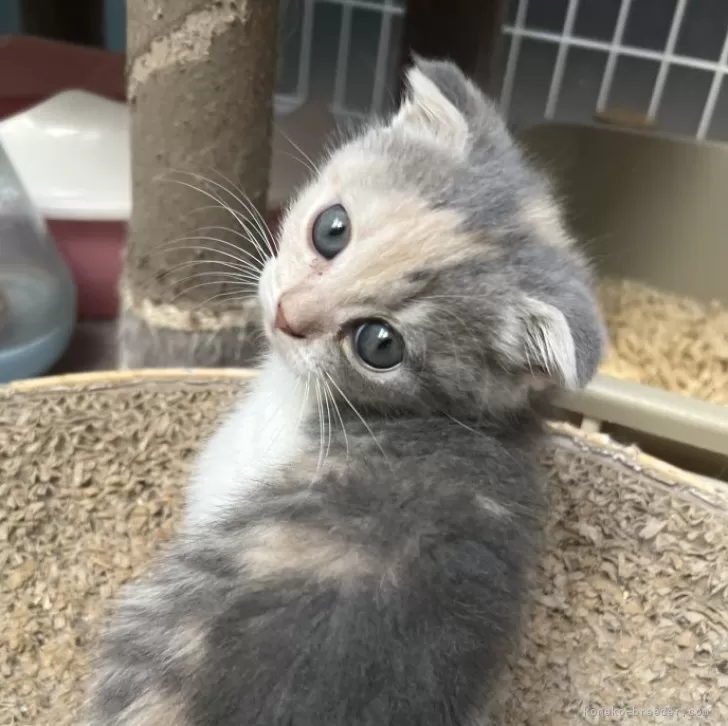 ID：2404-03729の子猫