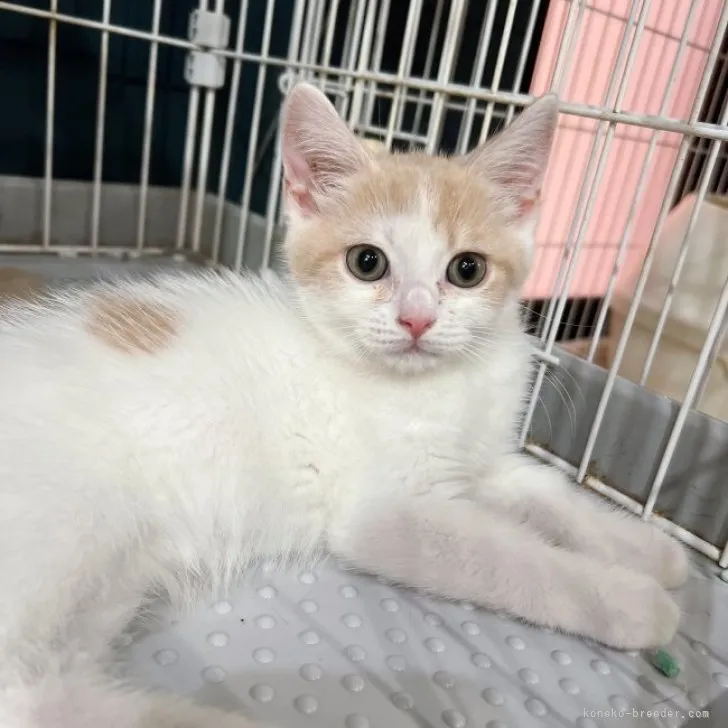 マミちゃん 様のお迎えした子猫