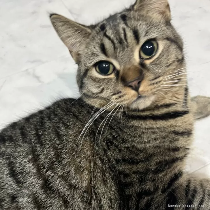 たけぶ～ 様のお迎えした子猫