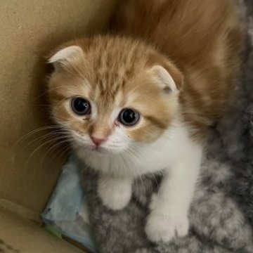 スコティッシュフォールド【大阪府・男の子・2023年2月26日・レッド ホワイト】の写真「もこもこ君♡」