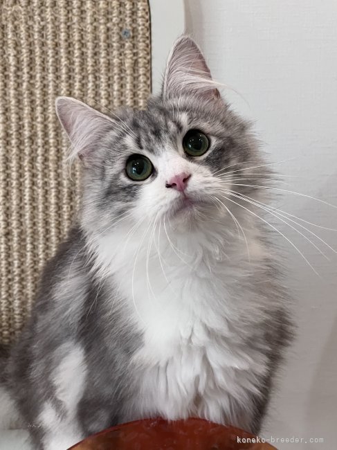 彭　蕊馨(ほう　ずいけい)ブリーダー(東京都・サイベリアンなど・CFA/TICA/CPA/WCF登録)の紹介写真6