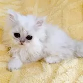 ペルシャ(チンチラ)