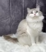 ラグドール【愛知県・女の子・2025年2月28日・シールポイントバイカラー】の写真4