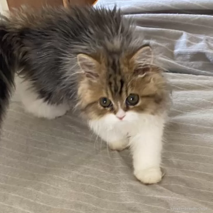ID:2408-01248の子猫