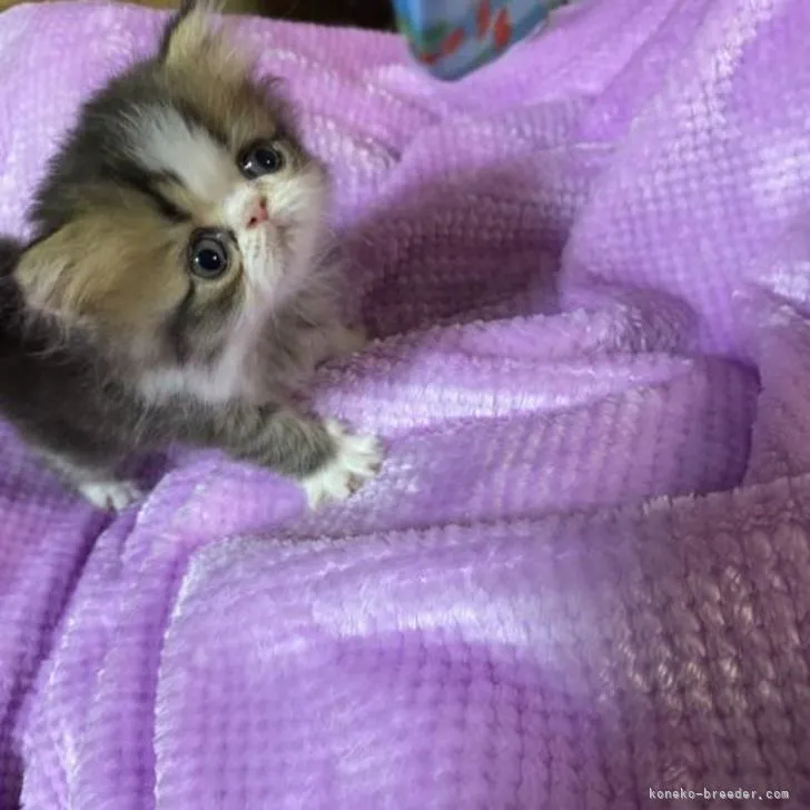 ID:2209-02783の子猫