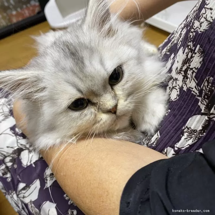 ID:2410-02316の子猫