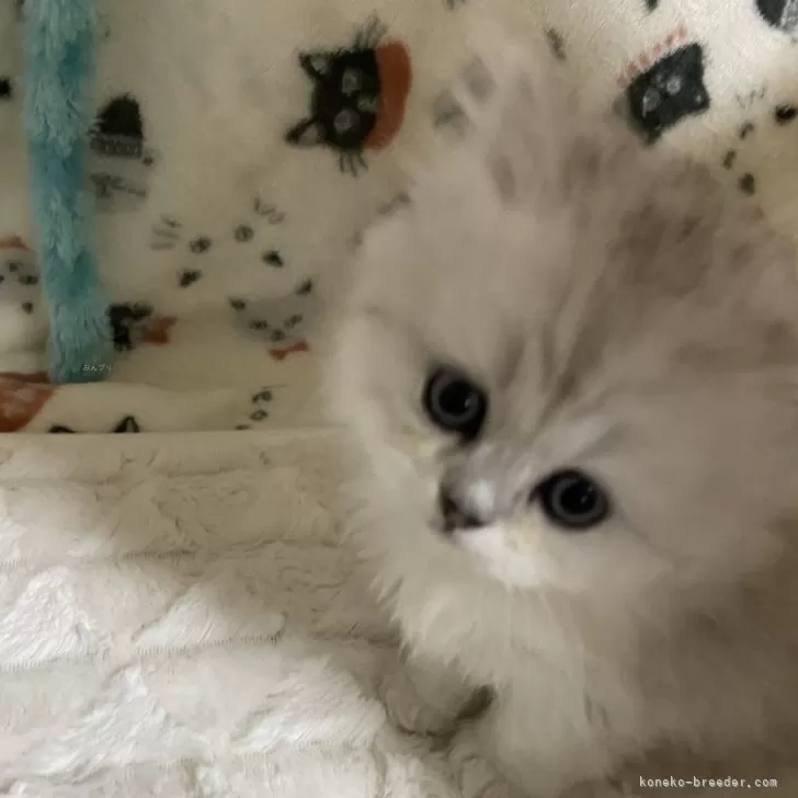 ID：2403-02206の子猫