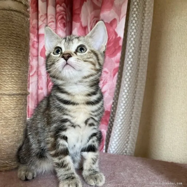 ID：2302-01031の子猫