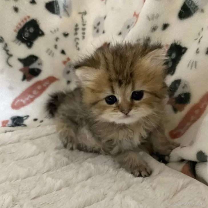 ID:2403-02209の子猫