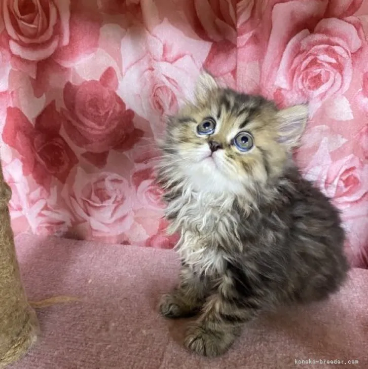ID:2306-02947の子猫