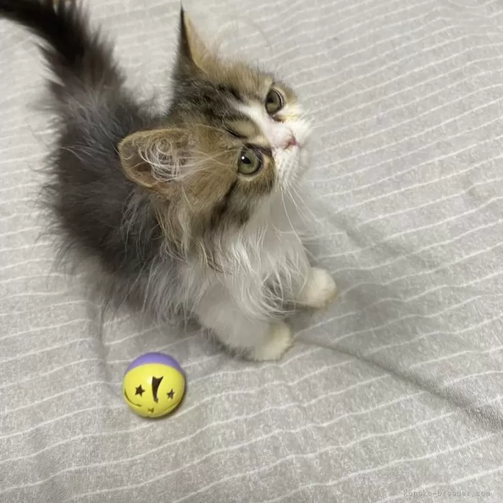 ID:2408-01251の子猫