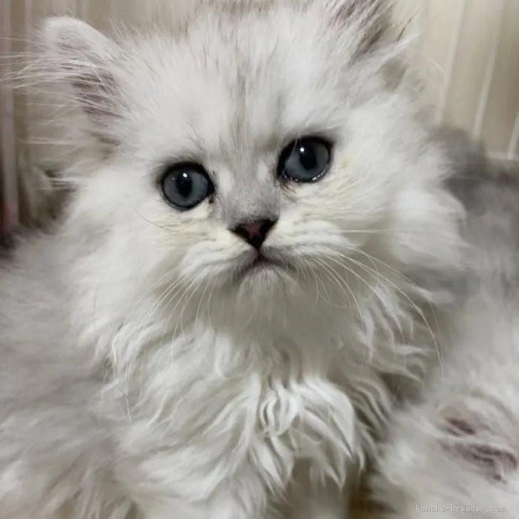 ID:2307-02184の子猫