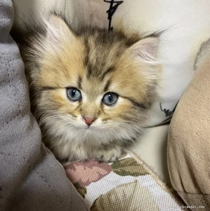 ID:2306-03144の子猫