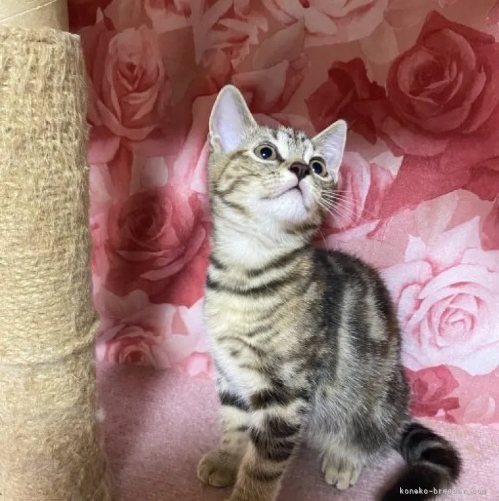 ID：2307-02187の子猫