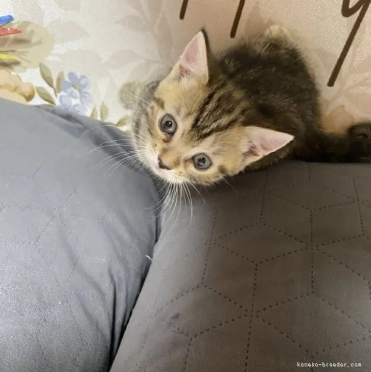 しまねこ 様のお迎えした子猫