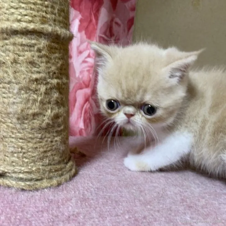 ID:2303-00349の子猫