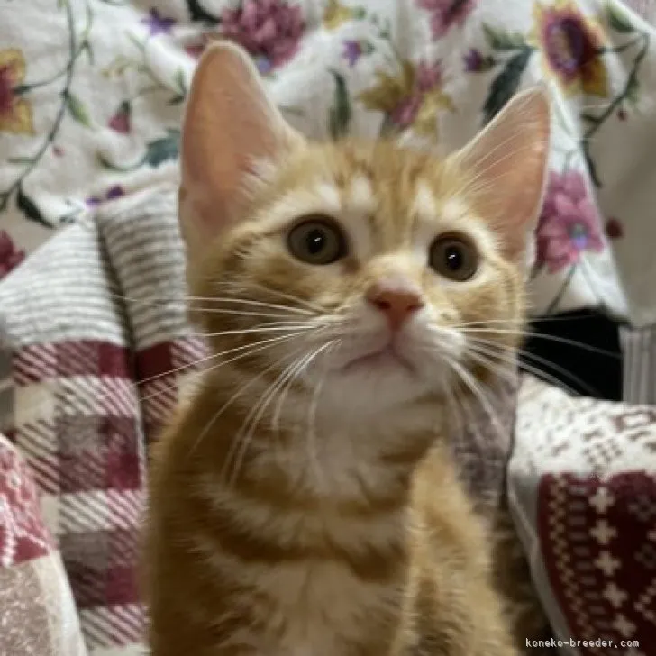 ID：2311-00054の子猫
