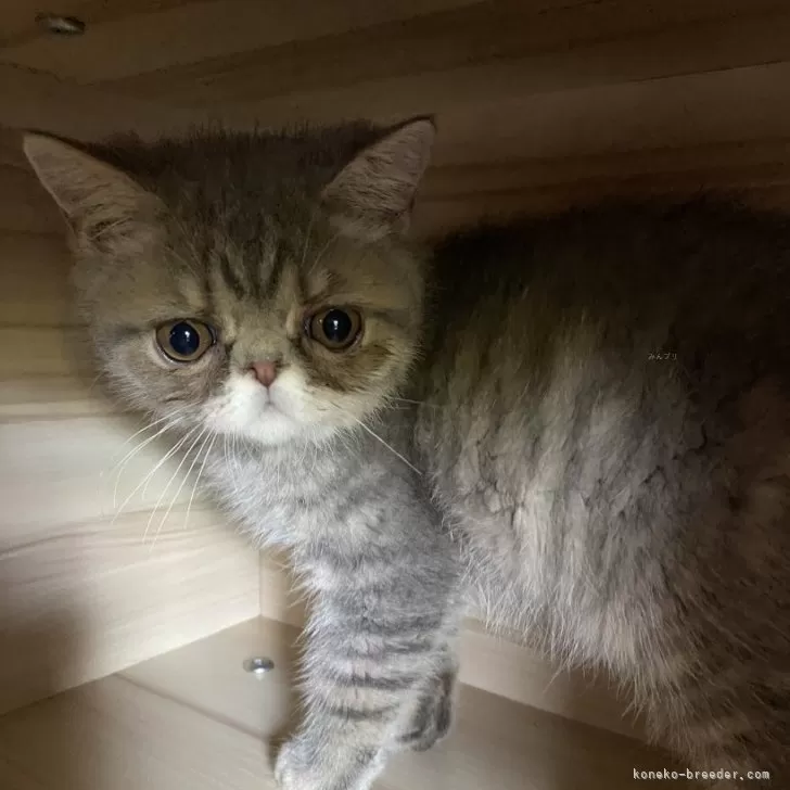 ID：2408-01774の子猫