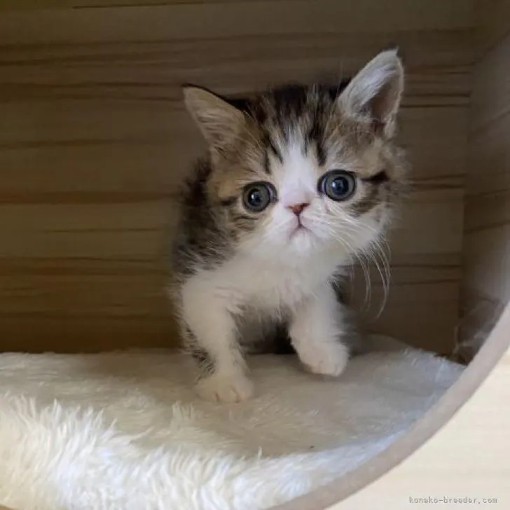 ID：2301-02216の子猫