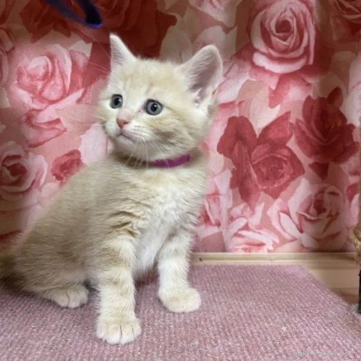 ID:2311-00056の子猫