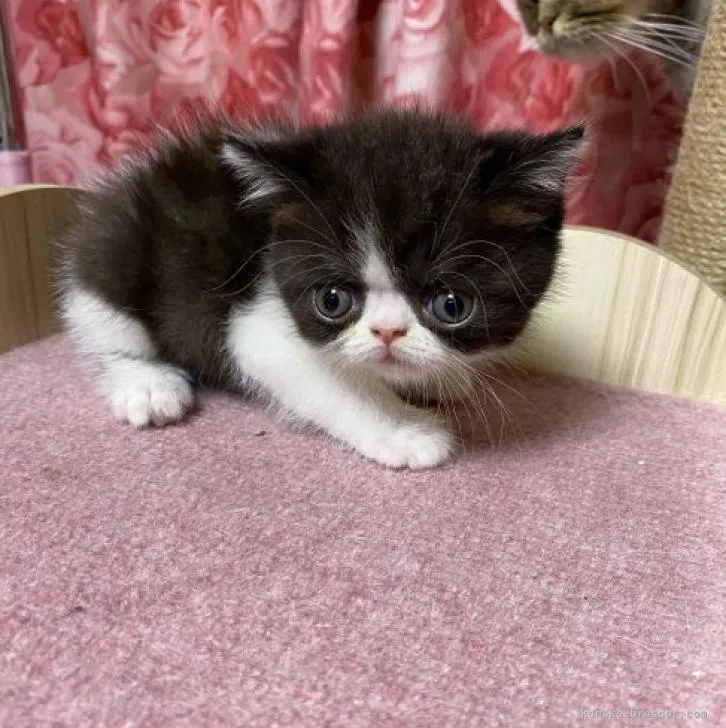 ID:2209-02784の子猫