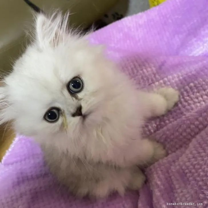 ID:2209-02069の子猫