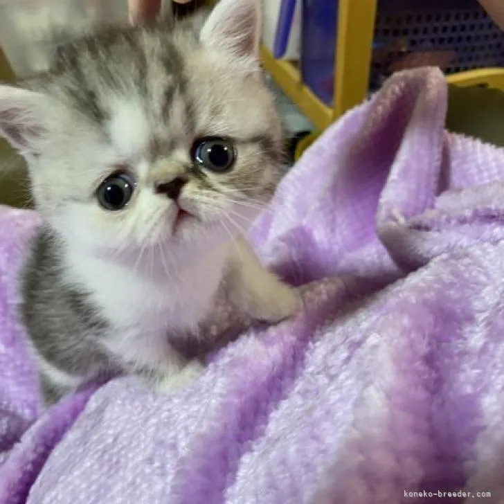 ID:2209-02782の子猫