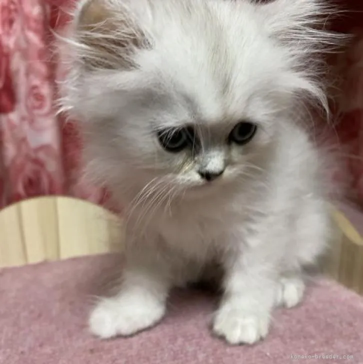 ID:2210-00427の子猫
