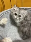 ペルシャ(チンチラ)【福岡県・女の子・2023年1月15日・チンチラシルバー】の写真2