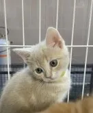 アメリカンショートヘア【福岡県・女の子・2023年10月9日・クリームタビー】の写真2