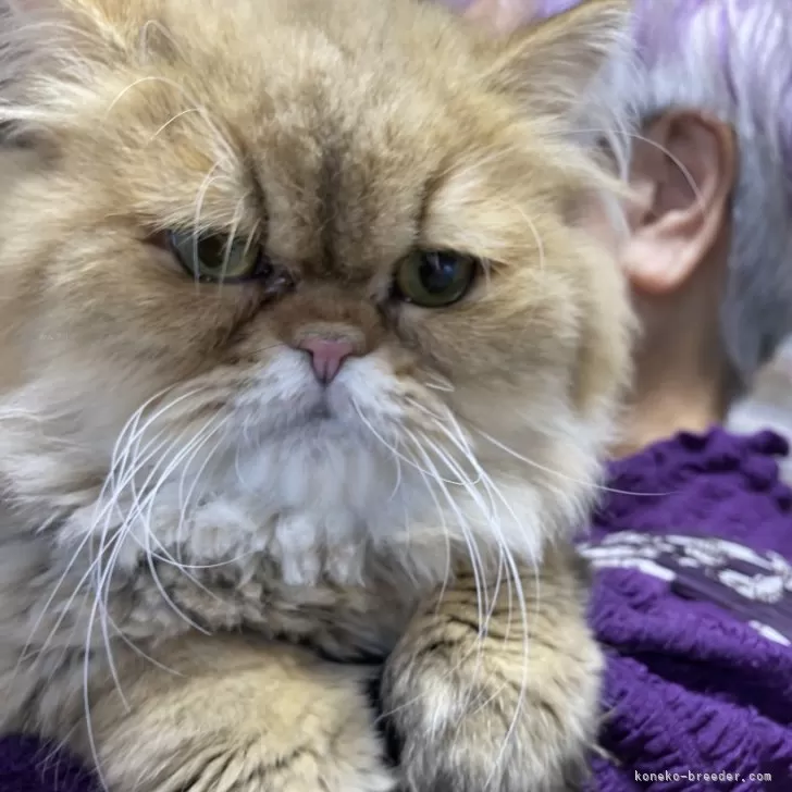 ID:2410-00949の子猫