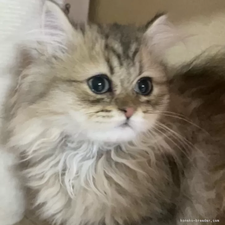ID：2511-02507の子猫