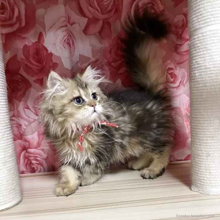 ID:2507-01553の子猫
